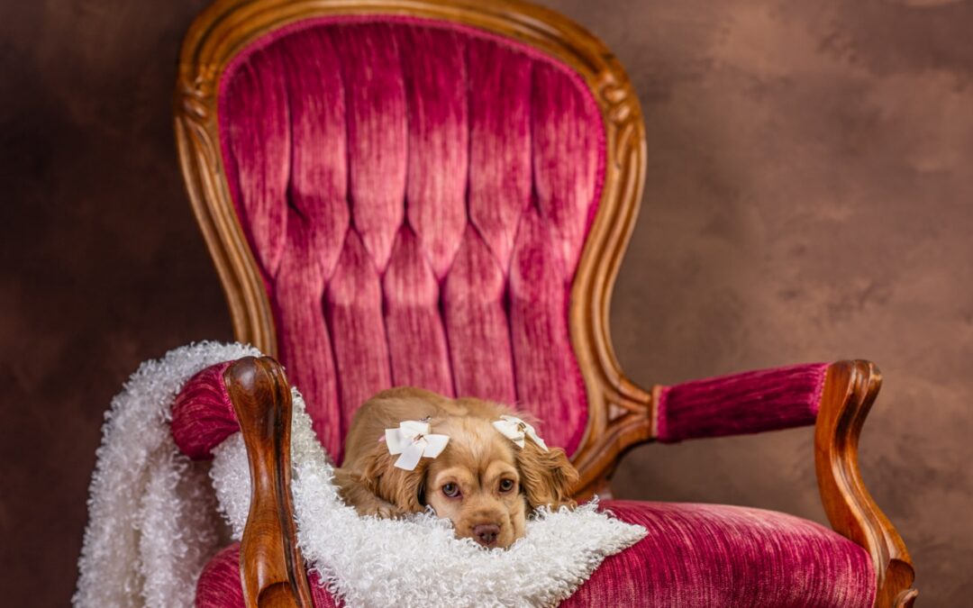 Working with a Pet Photographer in Cincinnati: What You Need to Know
